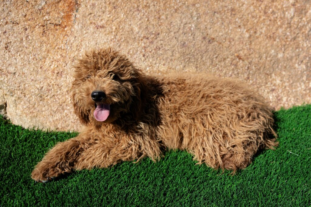 Jenny dog image