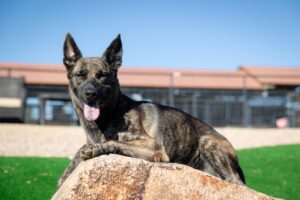 Lola dog image