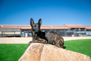 Ragnar dog image
