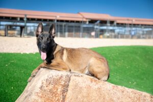 Rex dog image