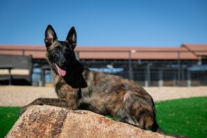 Sarzi dog image