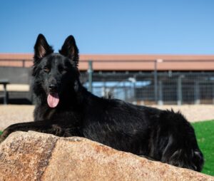 Yogi dog image
