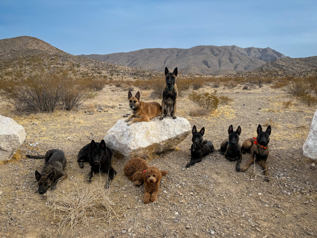 Expertly Trained Service Dogs for Every Need banner image