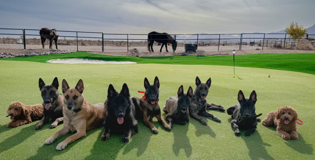 Empowering Lives with Service Dogs banner image