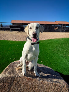 Raya dog image