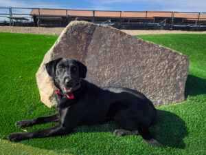 Bravo dog image