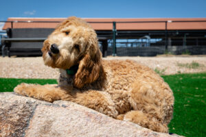 Astrid dog image