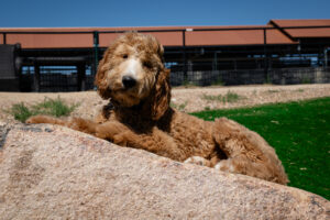 Hiccup dog image