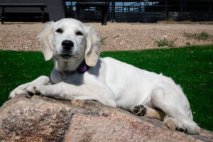Harley dog image