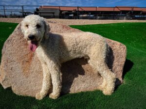 Monte dog image