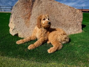Meg dog image