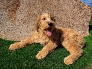 Emmy dog image