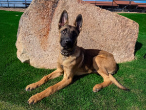 Odin dog image