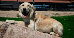 Buddy dog image