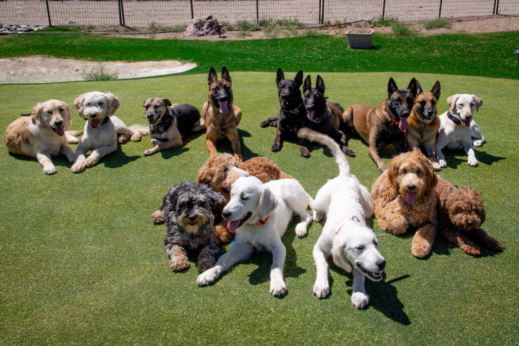 Trained with Care. Trusted by Owners banner image